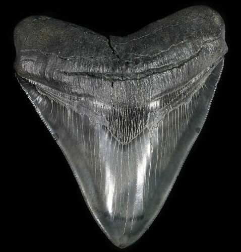Serrated, Megalodon Tooth - Collector Quality! #64770